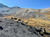 ExpeNight - Cordillera real