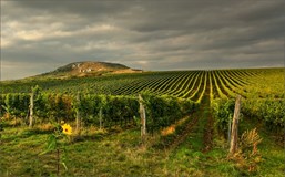 Za vinařem do vinice, Dolní Věstonice