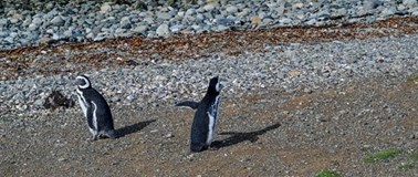 Patagonie (Argentina, Chile)