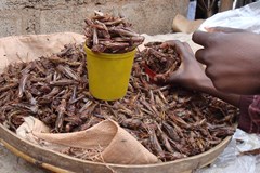 Extrémní jídla světa - od pochoutky k odvaze