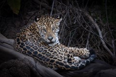 GO Kamera 2026 | Těšínský, Švejnoha, Dušek, Bačkor