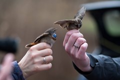 Česká společnost ornitologická – Jihomoravská pobočka