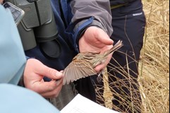 Česká společnost ornitologická – Jihomoravská pobočka