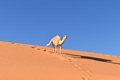 Mauritánie - písek, vítr a železná ruda