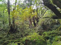 Japonsko - od neonového Tokya až po korálové útesy Okinawy