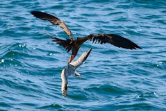 GALAPÁGY | cestovatelská přednáška Tomáše Grima