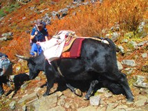 Nepál – mizející divočinou na Mera Peak