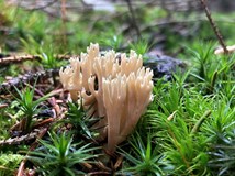 HOUBAŘSKÝ KURZ s Danielou