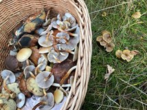 HOUBAŘSKÝ KURZ s Danielou