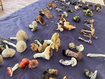 HOUBAŘSKÝ KURZ s Danielou