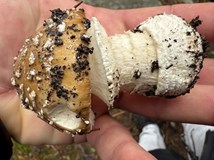 HOUBAŘSKÝ KURZ s Danielou