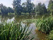 Ostrůvek rybníka Klimšák, Rájec-Jestřebí