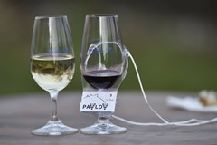 Noční otevřené sklepy v Pavlov