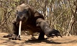 Autem kolem Austrálie se zastávkou v Indonésii