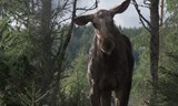 FILMOVÝ KLUB - AMOOSED: Losí odysea