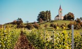 Fejkové vinobraní na zkoušku 2026