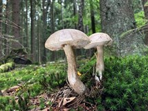 HOUBAŘSKÝ KURZ pro mírně pokročilé s DANIELOU