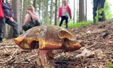 HOUBAŘSKÝ KURZ pro mírně pokročilé s DANIELOU
