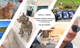 Pomoc nezná hranice aneb Záchrana koček v Chorvatsku