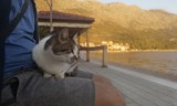 Pomoc nezná hranice aneb Záchrana koček v Chorvatsku