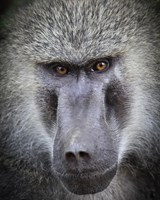 Botswana a Namibie