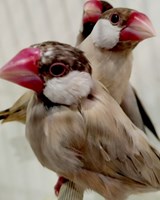 Faunatrhy Sobotka 