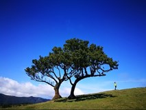 Madeira vs Azory