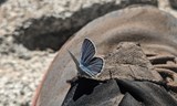 Navzdory všemu – Pěšky po Pacifické hřebenovce