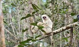 Silvestr a Madagaskar