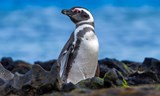 VE VLNÁCH JIŽNÍHO OCEÁNU